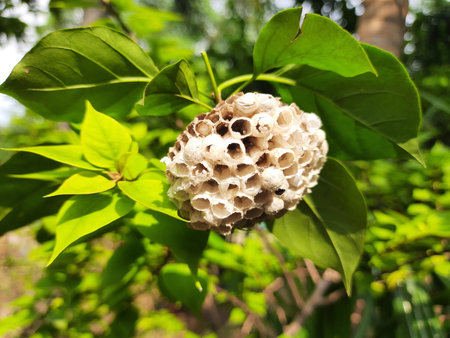 Achaea janata. Its commen nameÂ castor semi looperÂ And croton caterpillar. This is...