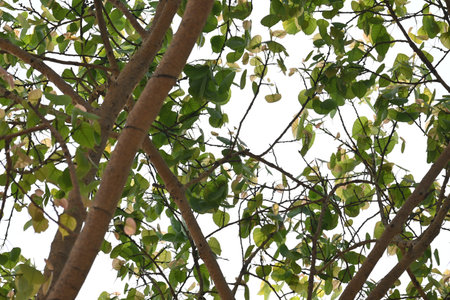 Ficus religiosa tree. Its other name bodhi tree,Â pippala tree, peepul treeÂ orÂ ashwattha...