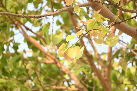 Ficus religiosa tree. Its other name bodhi tree,Â pippala tree, peepul treeÂ orÂ ashwattha...