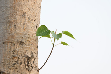 Ficus religiosa tree. Its other name bodhi tree,Â pippala tree, peepul treeÂ orÂ ashwattha...