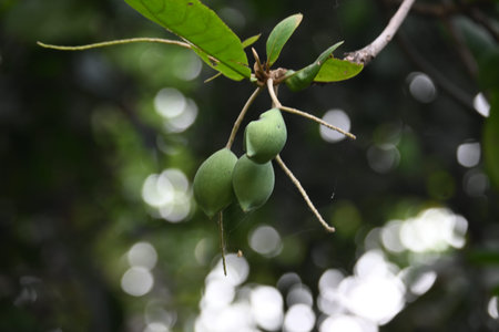 Terminalia catappa fruits. Its Common namesÂ country almond,Â Indian almond,Â Malabar almond,Â sea almonds,Â tropical almond,Â beach almondsÂ andÂ false kamani.の写真素材