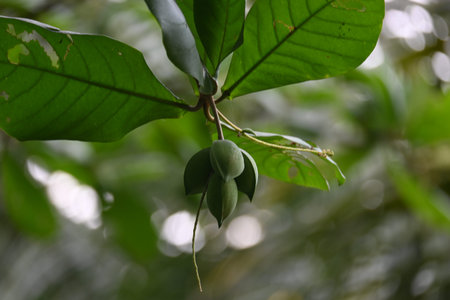Terminalia catappa fruits. Its Common namesÂ country almond,Â Indian almond,Â Malabar...