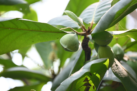 Terminalia catappa fruits. Its Common namesÂ country almond,Â Indian almond,Â Malabar...