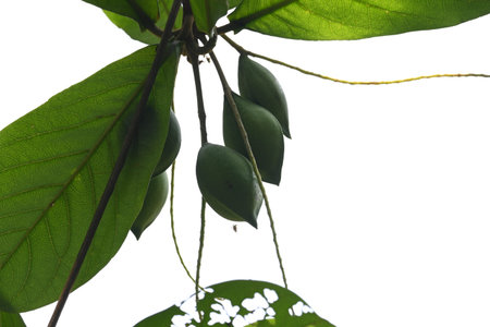 Terminalia catappa fruits. Its Common namesÂ country almond,Â Indian almond,Â Malabar...