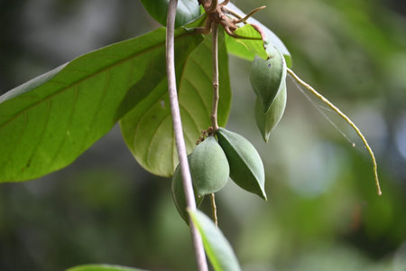 Terminalia catappa fruits. Its Common namesÂ country almond,Â Indian almond,Â Malabar...