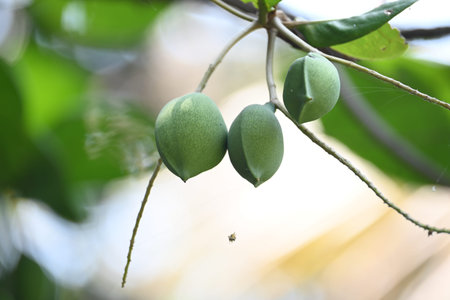 Terminalia catappa fruits. Its Common namesÂ country almond,Â Indian almond,Â Malabar...