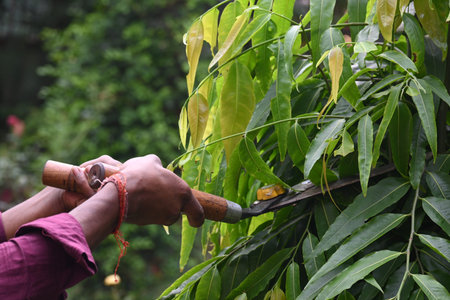 Pruning PolyalthiaÂ longifolia tree with big scissors. Gardener pruning the trees in his garden....