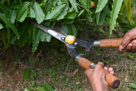 Pruning PolyalthiaÂ longifolia tree with big scissors. Gardener pruning the trees in his garden....