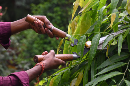 Pruning PolyalthiaÂ longifolia tree with big scissors. Gardener pruning the trees in his garden....