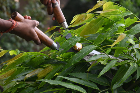 Pruning PolyalthiaÂ longifolia tree with big scissors. Gardener pruning the trees in his garden....