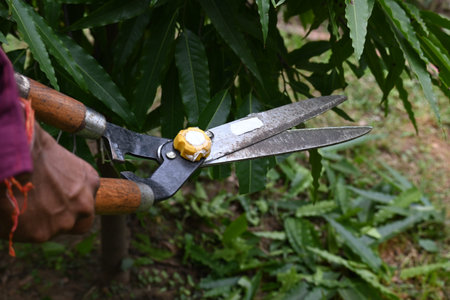 Pruning PolyalthiaÂ longifolia tree with big scissors. Gardener pruning the trees in his garden. Gardening or garden work.の写真素材