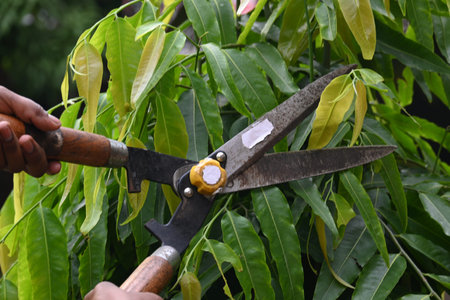 Pruning PolyalthiaÂ longifolia tree with big scissors. Gardener pruning the trees in his garden....