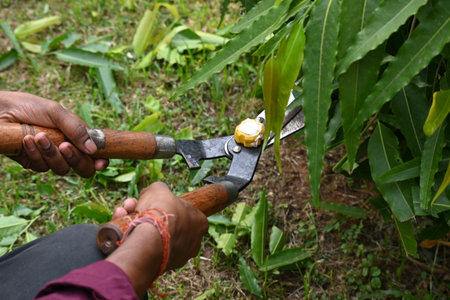 Pruning PolyalthiaÂ longifolia tree with big scissors. Gardener pruning the trees in his garden. Gardening or garden work.の写真素材