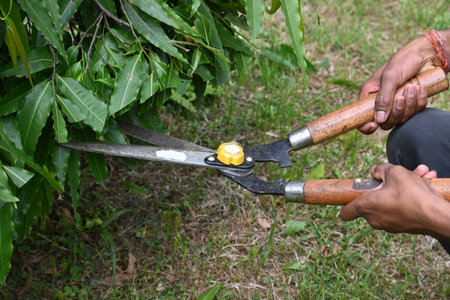 Pruning PolyalthiaÂ longifolia tree with big scissors. Gardener pruning the trees in his garden. Gardening or garden work.の写真素材