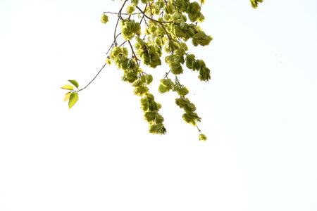 Holoptelea or Indian Elm tree. It Â is aÂ genusÂ of deciduous trees in the familyÂ Ulmaceae....