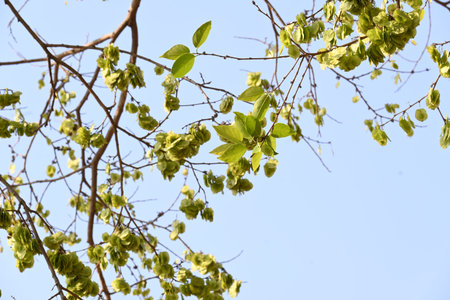 Holoptelea or Indian Elm tree. It Â is aÂ genusÂ of deciduous trees in the familyÂ Ulmaceae....