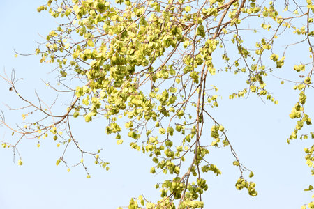 Holoptelea or Indian Elm tree. It Â is aÂ genusÂ of deciduous trees in the familyÂ Ulmaceae....