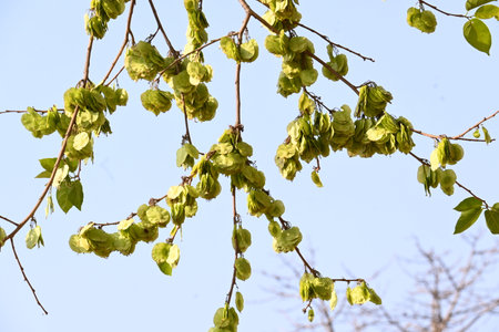 Holoptelea or Indian Elm tree. It Â is aÂ genusÂ of deciduous trees in the familyÂ Ulmaceae. Bark and leaves are used for treating oedema, diabetes, leprosy and other skin diseases.の写真素材