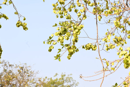 Holoptelea or Indian Elm tree. It Â is aÂ genusÂ of deciduous trees in the familyÂ Ulmaceae....