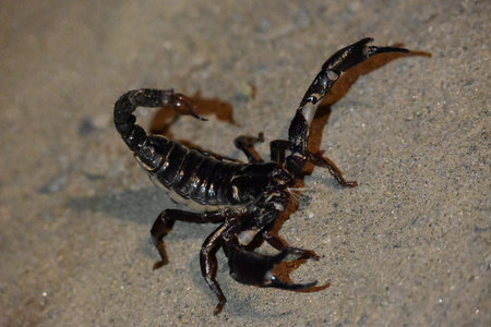 Heterometrus or Asian Forest Scorpion. Its genusÂ ofÂ scorpionsÂ belonging to...