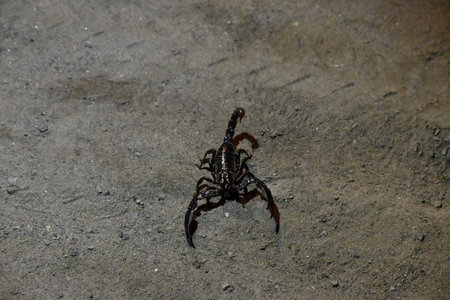Heterometrus or Asian Forest Scorpion. Its genusÂ ofÂ scorpionsÂ belonging to...