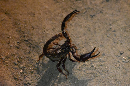 Heterometrus or Asian Forest Scorpion. Its genusÂ ofÂ scorpionsÂ belonging to...