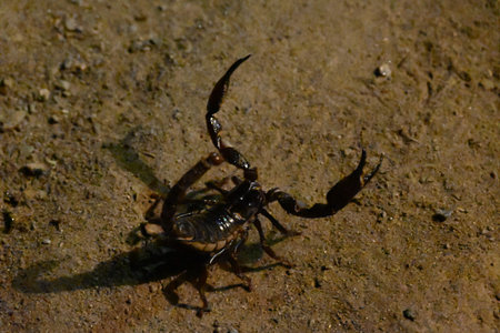 Heterometrus or Asian Forest Scorpion. Its genusÂ ofÂ scorpionsÂ belonging to...