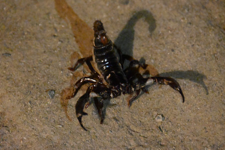 Heterometrus or Asian Forest Scorpion. Its genusÂ ofÂ scorpionsÂ belonging to...