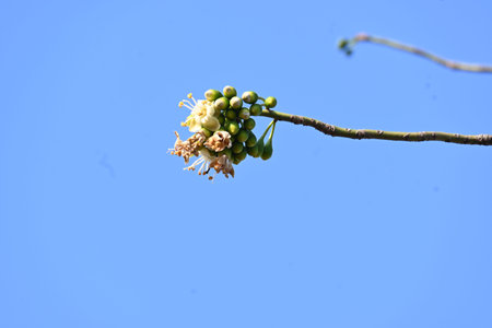 White Bombax ceiba flower. Its common names White cotton tree, Malabar silk cotton tree, White silk...