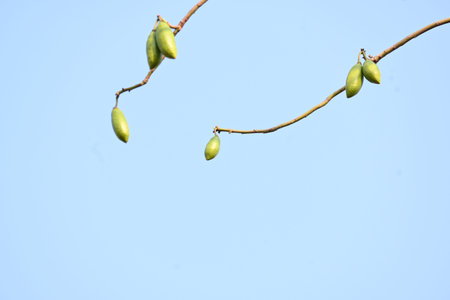 White Bombax ceiba fruits. Its common names White cotton tree, Malabar silk cotton tree, White silk...