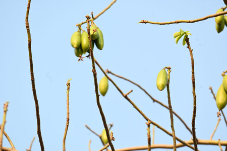 White Bombax ceiba fruits. Its common names White cotton tree, Malabar silk cotton tree, White silk...