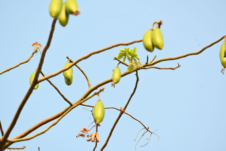 White Bombax ceiba fruits. Its common names White cotton tree, Malabar silk cotton tree, White silk...