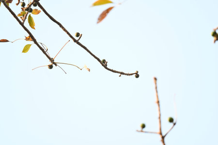 Bombax ceiba flowers buds. Its common namesÂ cotton tree, Malabar silk cotton tree, red silk...