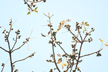 Bombax ceiba flowers buds. Its common namesÂ cotton tree, Malabar silk cotton tree, red silk...