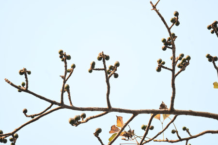 Bombax ceiba flowers buds. Its common names cotton tree, red silk cotton, red cotton tree, silk...