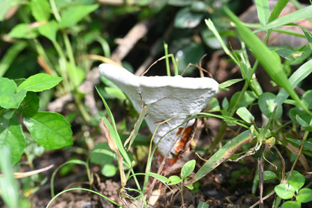 Lingzhi mushroomÂ orÂ reishi mushroom. encompasses several fungal species of the...