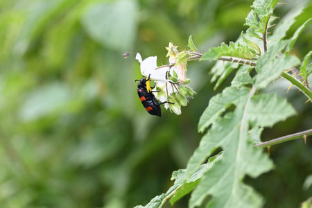 Hycleus polymorphus eating white flower. It Â is a species ofÂ Blister BeetlesÂ belonging to...