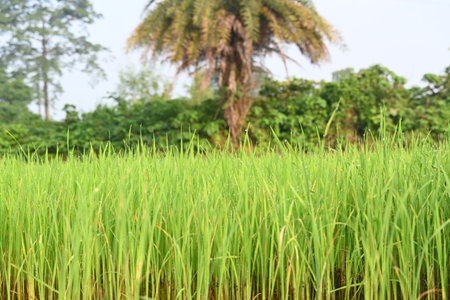 Rice nursery in the field. Growing rice nursery in the field before monsoon. paddy seedling in agriculture field. rice farming in India. Rice seedling.の写真素材