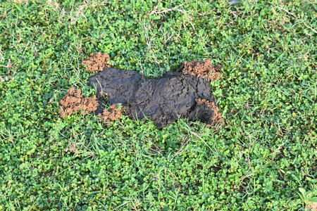 Cow dung was eaten by dung beetles and the soil was removed from inside. Similarly, cow dung mixed...