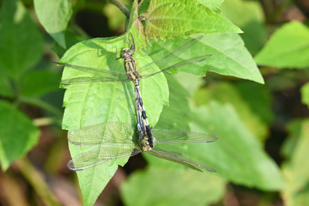 Orthetrum sabina Dragonflies are mating. Its common names slender skimmer and Â green marsh hawk....