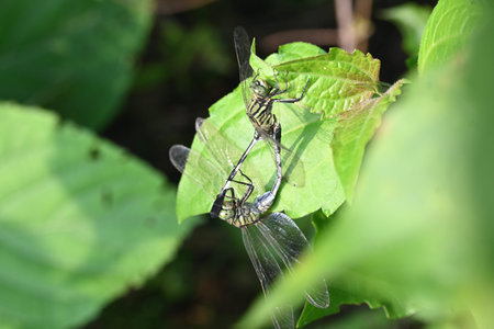 Orthetrum sabina Dragonflies are mating. Its common names slender skimmer and Â green marsh hawk....