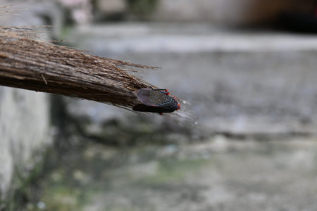 Kalidasa albiflos planthopper. ItÂ is a species ofÂ planthopperÂ in the...