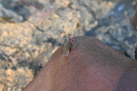Kalidasa albiflos planthopper. ItÂ is a species ofÂ planthopperÂ in the...