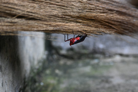 Kalidasa albiflos planthopper. ItÂ is a species ofÂ planthopperÂ in the...