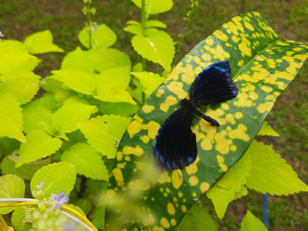 Atrophaneura varuna orÂ common batwing butterfly.  It is a butterfly found...
