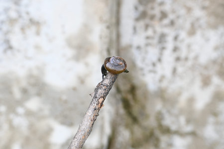 Tanychlamys indica orÂ horntail snail. It is aÂ speciesÂ of air breathingÂ land snail, aÂ...