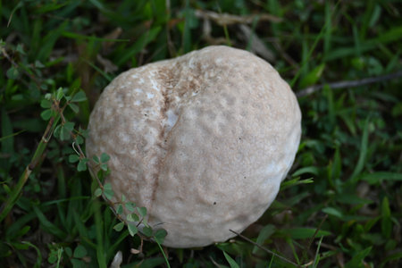 Puffballs mushroom. Its type ofÂ fungusÂ featuring a ball shaped bodyÂ that when mature or bursts on contact  impact, releasing a cloud of dust-like spores into the surrounding area.の写真素材
