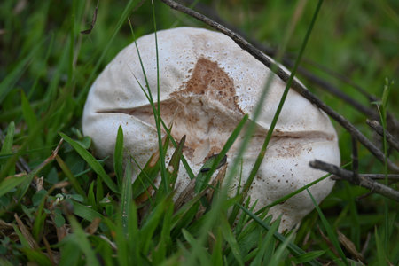 Puffballs mushroom. Its  type ofÂ fungusÂ featuring a ball shaped bodyÂ that when mature or...