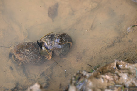Pomacea canaliculata snail mating. Other name golden apple snailÂ and channeled apple snail. It...