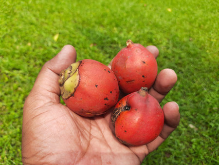 Bactris gasipaes fruits. Its common names Chontaduro fruit and Peach Palm fruit. It Â is a species ofÂ palmÂ native to theÂ tropical forestsÂ ofÂ CentralÂ andÂ South America.の写真素材
